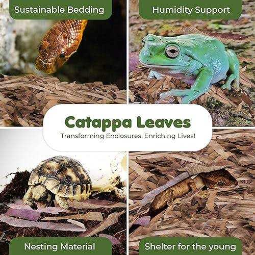 Dwarf Frog Mini Catappa Leaves H11661