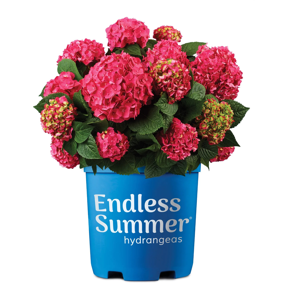 Hydrangea Live Shrub 1 Gallon L5220
