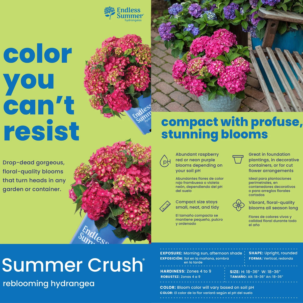 Hydrangea Live Shrub 1 Gallon L5220