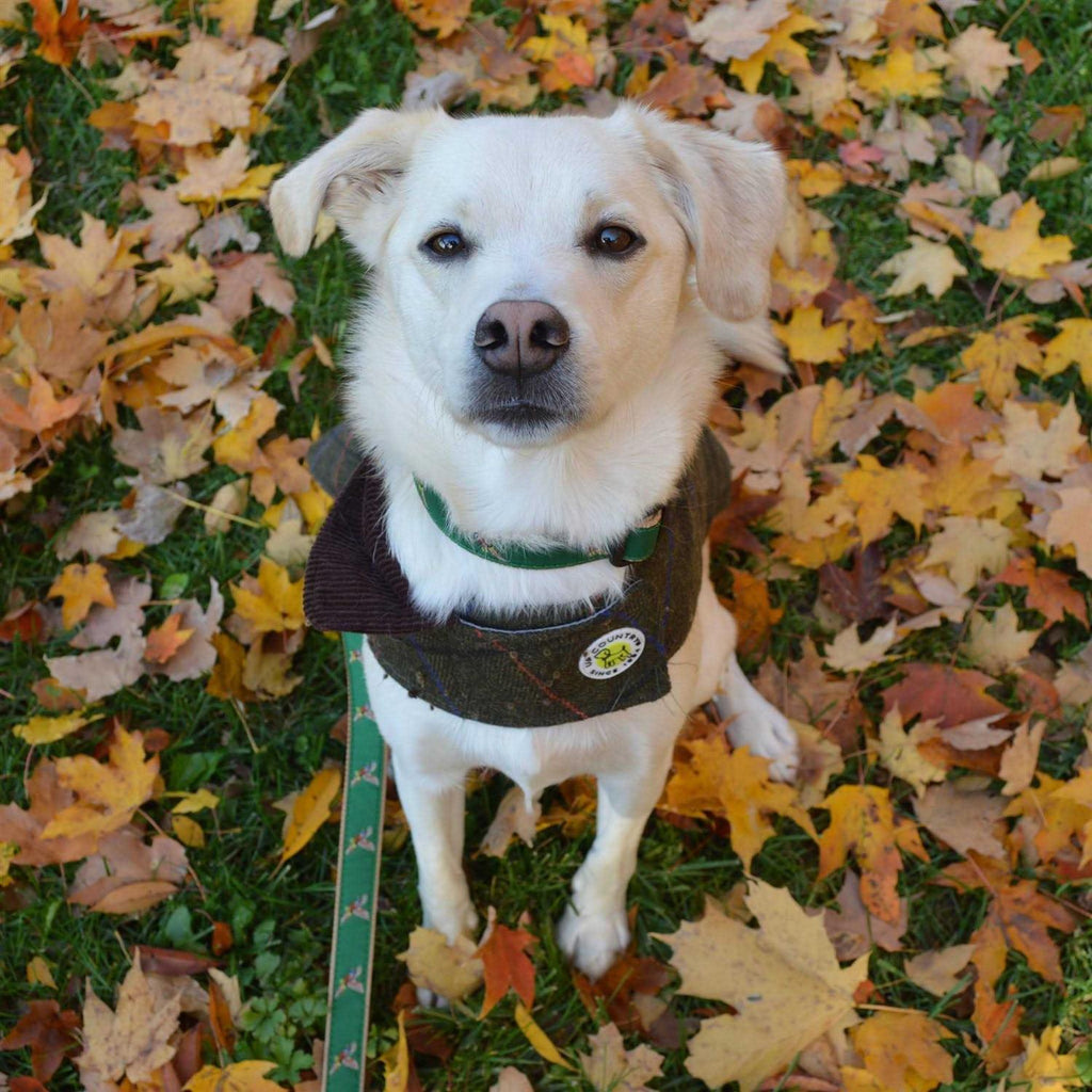 Dog Collar I960