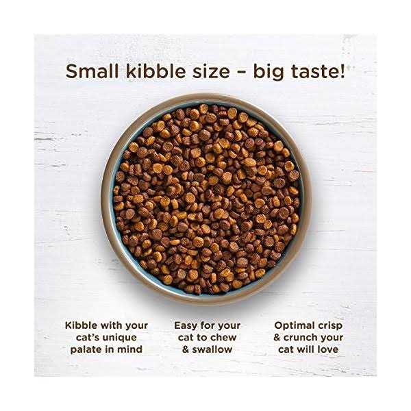 Cat Dry Food Y37322