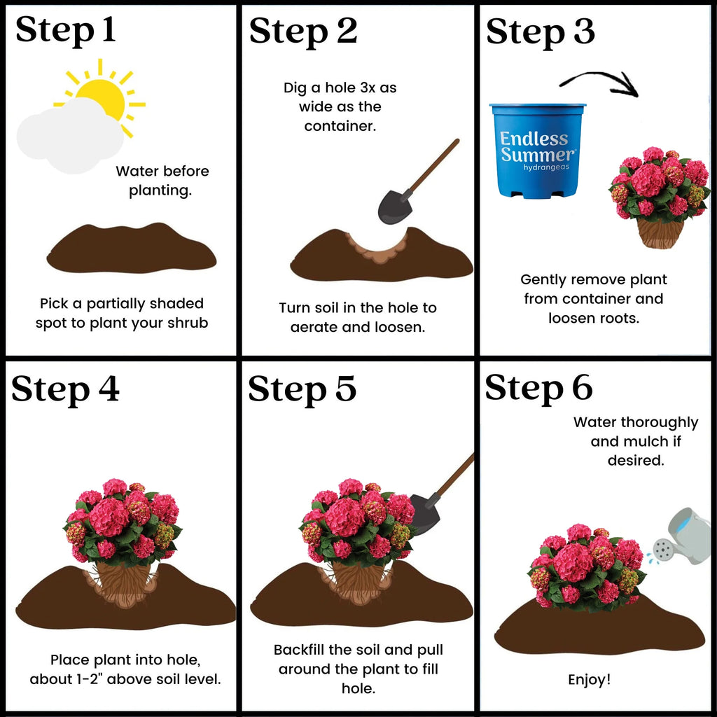 Hydrangea Live Shrub 1 Gallon L5220