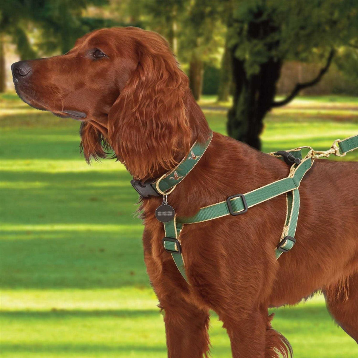 Dog Collar I960