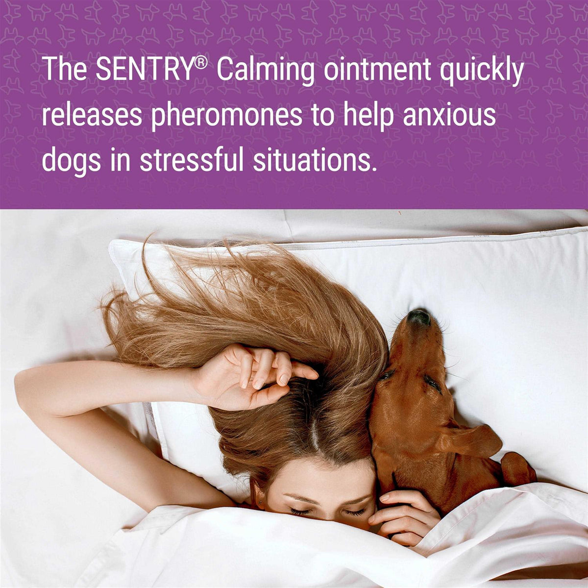 Calming Ointment for Dogs O228395
