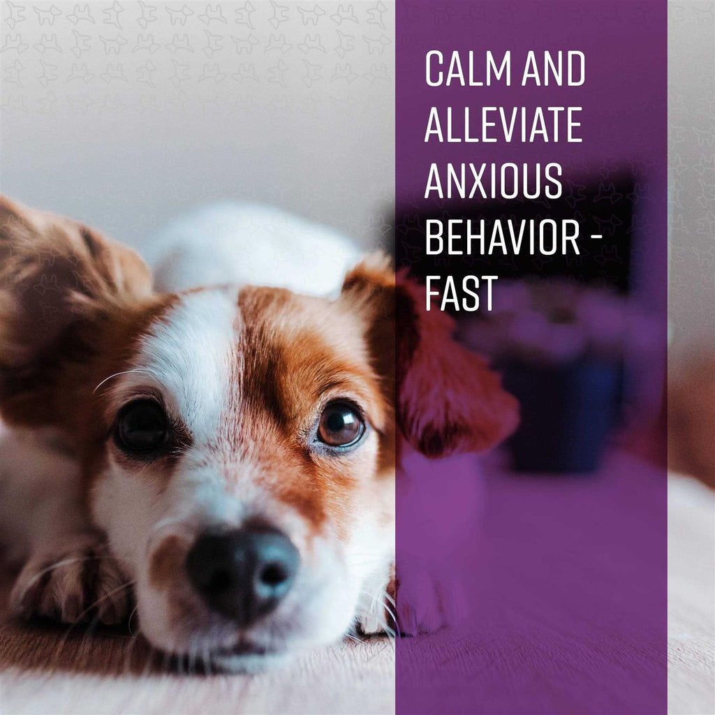 Calming Ointment for Dogs O228395