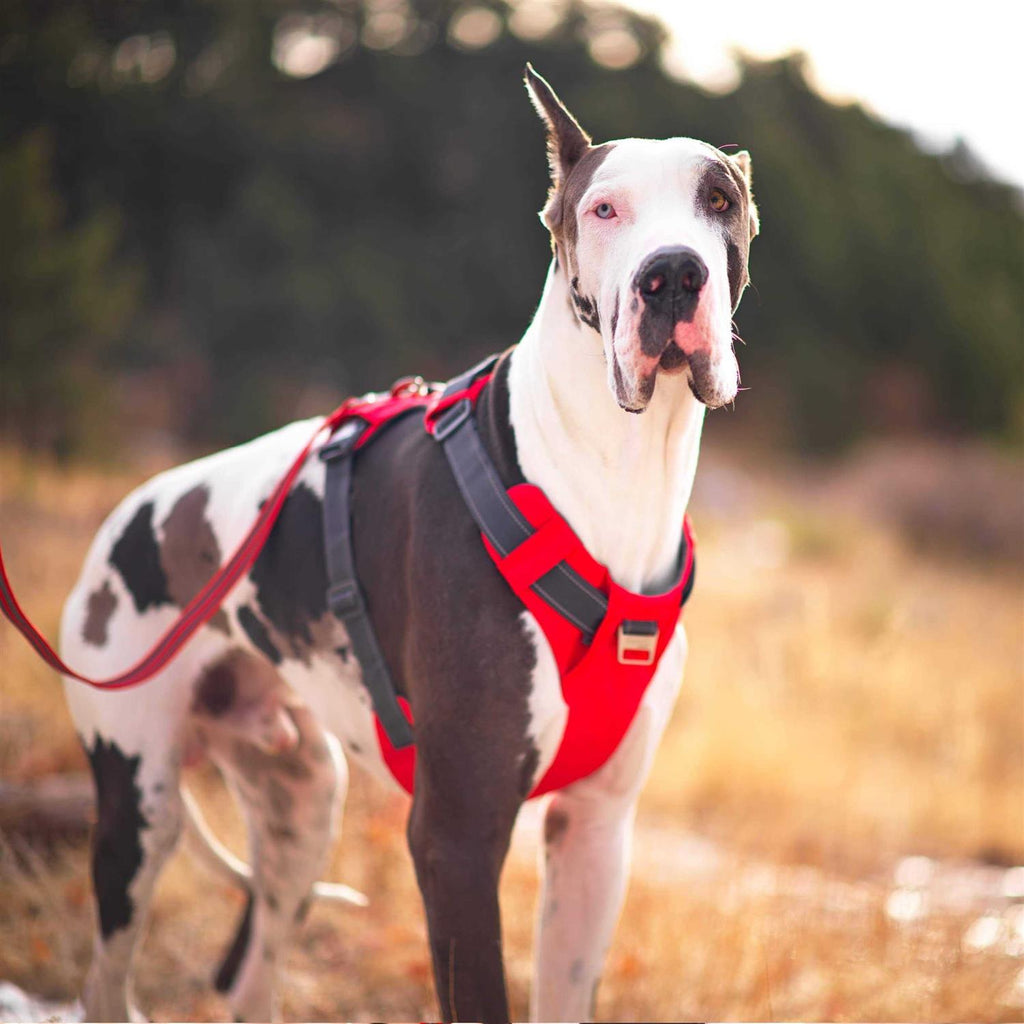 Adjustable Dog Harness with Pockets L6230