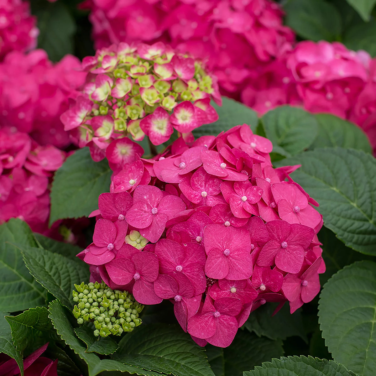 Hydrangea Live Shrub 1 Gallon L5220
