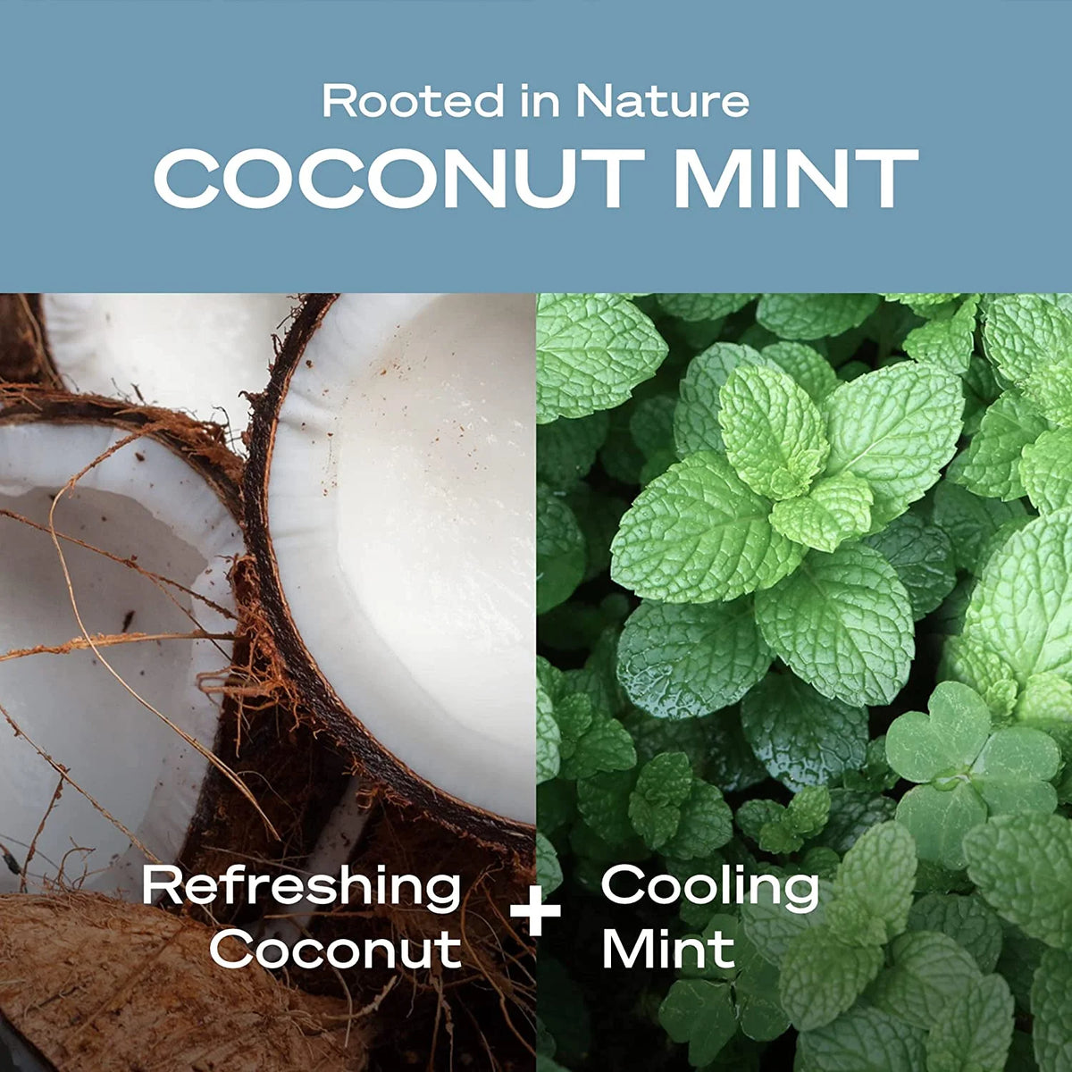 Coconut Mint Body Wash 14 fl oz Pack of 3 Q34156