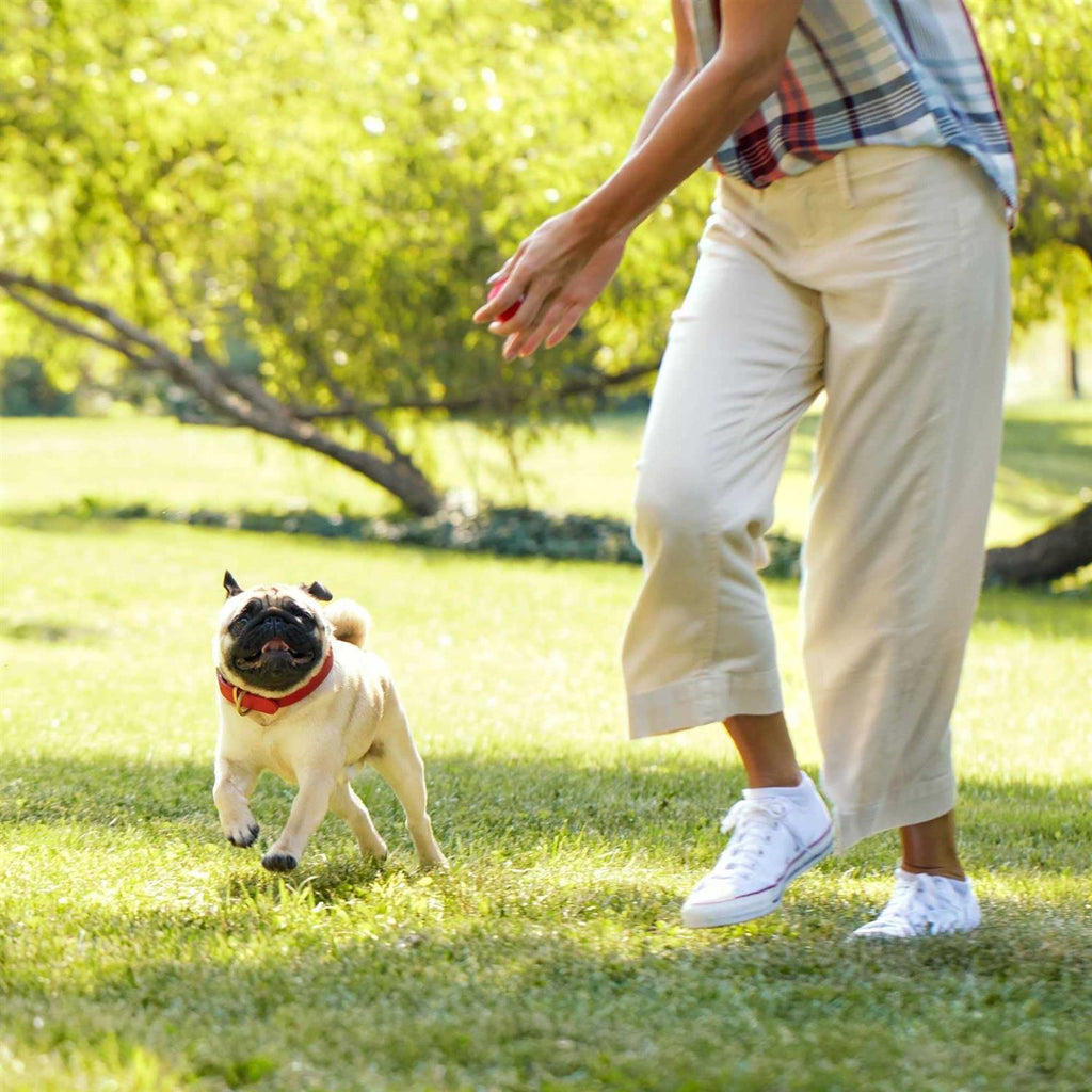 Grain Free Dog U971
