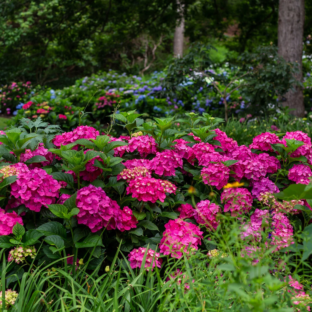 Hydrangea Live Shrub 1 Gallon L5220