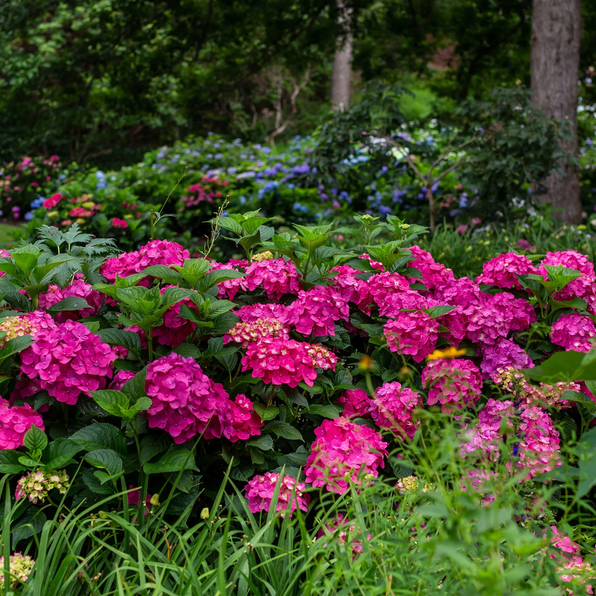 Hydrangea Live Shrub 1 Gallon L5220