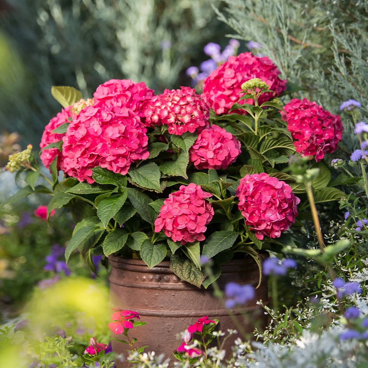 Hydrangea Live Shrub 1 Gallon L5220