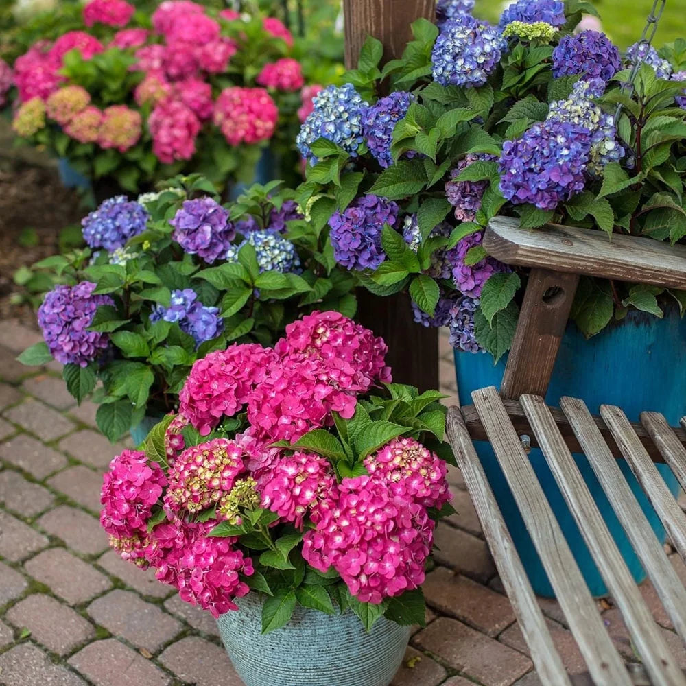 Hydrangea Live Shrub 1 Gallon L5220