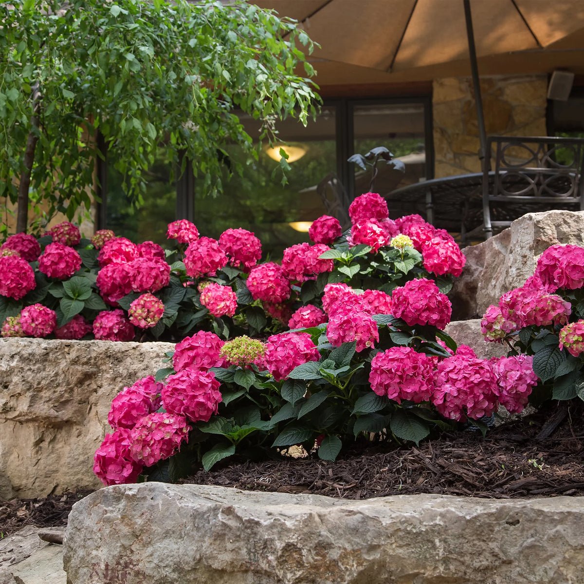 Hydrangea Live Shrub 1 Gallon L5220