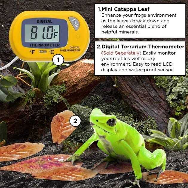 Dwarf Frog Mini Catappa Leaves H11661